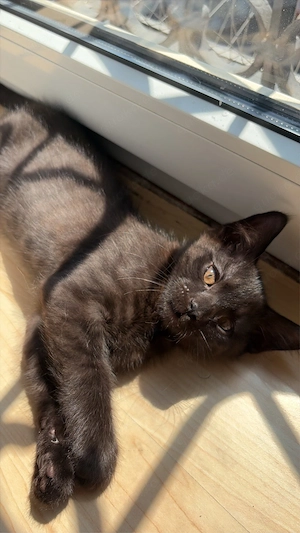 Seltener schwarzbrauner Siam-Mix Kater mit bernsteinfarbenen Augen     