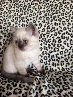     Liebevolle 3 Monate alte Kitten abzugeben