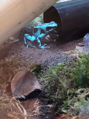 Biete 1,3 Dendrobates auratus El Cope