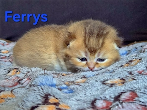 Zwei seltene BKH Kitten 