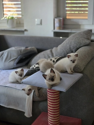 Zuckersüße Siam-BKH Kitten