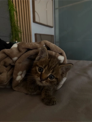 Wunderschöne Britisch Kurzhaar Babykatzen mischling, verschmust ab 31.08. abgabebereit