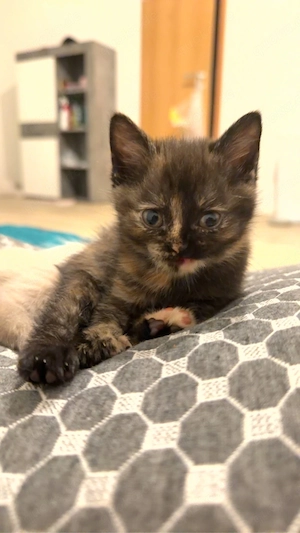 Britischkurzhaar Reinrassig Glücksfarben kitten Geimpft entwurmt