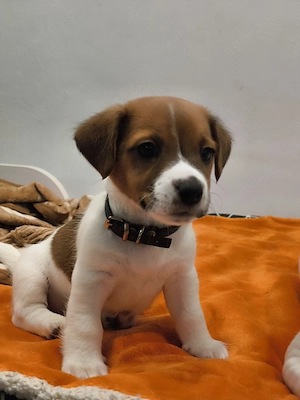 Jack Russell Terrier Welpen 