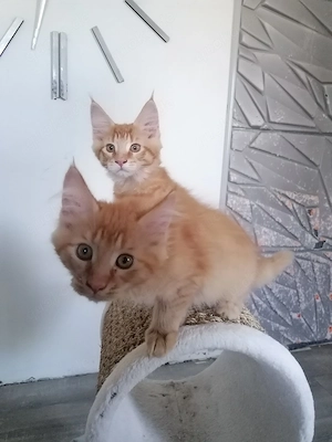 MainCoon Kitten  Bild 7