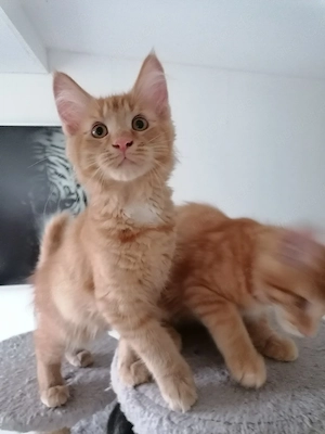 MainCoon Kitten  Bild 6