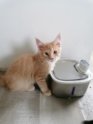 MainCoon Kitten  Bild 8