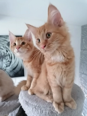 MainCoon Kitten  Bild 3