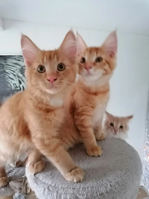 MainCoon Kitten  Bild 4