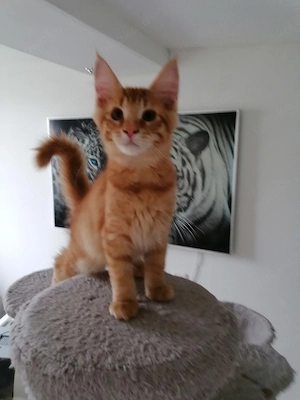 MainCoon Kitten  Bild 5