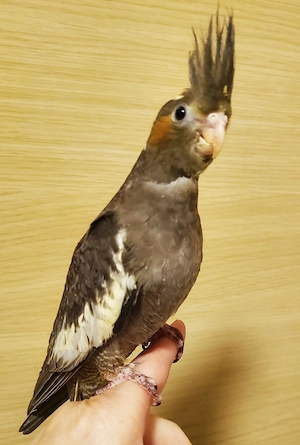  Super zahme Nymphensittiche, Jungvögel, lieb, verschmust, futterfest in allerbeste Hände abzugeben