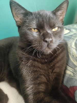 Britische Kurzhaar Kater 