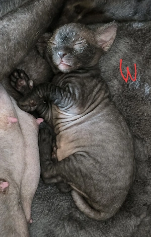 Sphynx   Devon Rex - Kitten :)