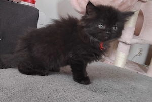 Ragdoll mix Kätzchen 