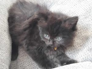 Bkh- mix kitten 