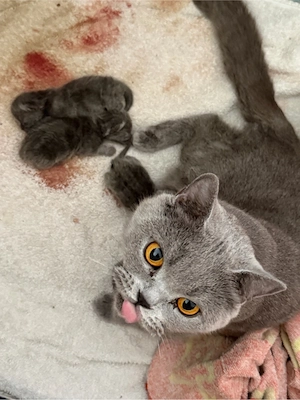 BHK Kitten 