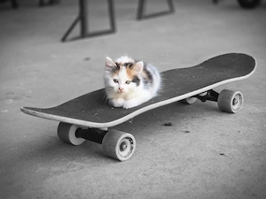 kätzchen Katze kitten