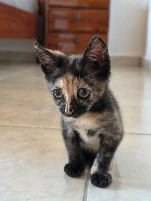 Kitten Katze Tierschutz Bundesweite Vermittlung 