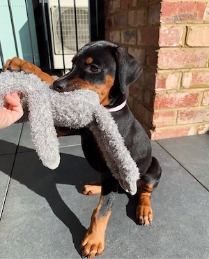 Dobermann-Welpe (Rüde)   Liebevoll, intelligent & bereit für sein Zuhause für immer