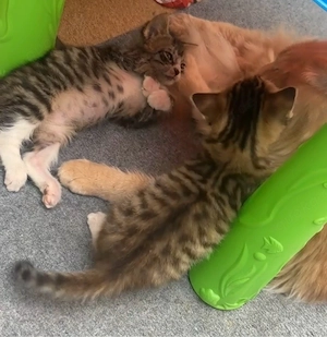 2 Bengal BKH buben suchen noch ein zuhause 