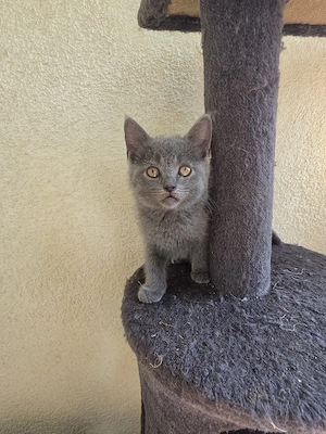 BKH Kitten mix