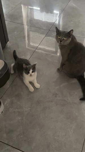 Bkh Kätzchen Britische Baby Katze Werde Sofort Abgeben