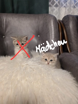 Katzen Babys dringend abzugeben. 