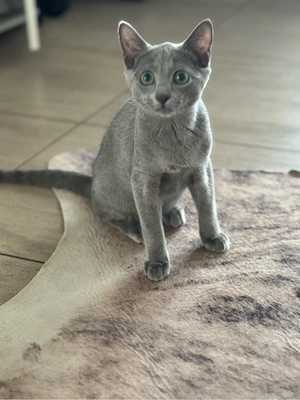 Russisch Blau Kater 4Monate alt