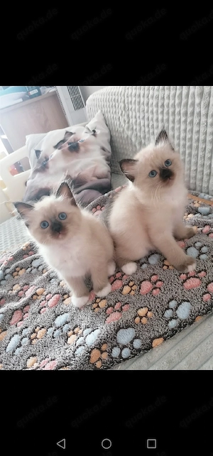 2 Heilige birma kitten 