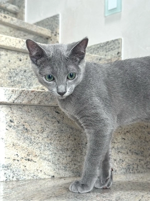 Russisch Blau Kater 4Monate alt