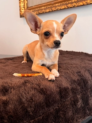 2 Chihuahua-Welpen suchen ein liebevolles Zuhause