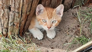 Katzenbabys suchen liebevolles Zuhause 