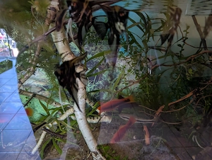 10 Marmorskalar (Pterophyllum scalare) Eigene Nachzucht Skalar