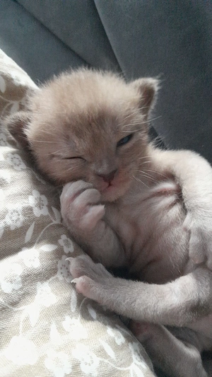 Burma Kitti Junge Kater