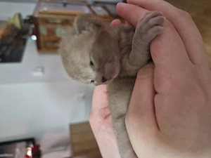 Burma Kitti Junge Kater
