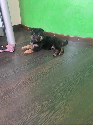 Deutsche Schäferhund Welpen