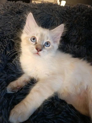 ragdoll Heilige Birma kitte v 