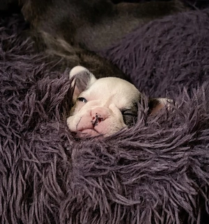 Französische Bulldoggen Welpen