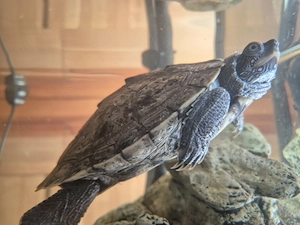 Mississippi höckerschildkröte