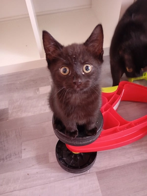 Katzen und Kitten suchen ein liebevolles Zuhause 