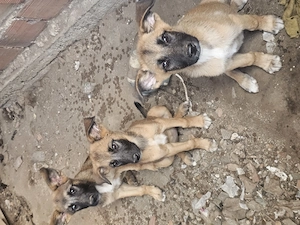 5 Malinoi Schäferhund Welpen Hündin Tierschutz Bundesweite Vermittlung 