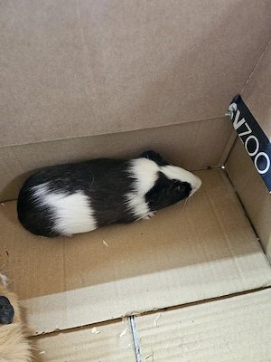 Junge Meerschweinchen Böckchen von diesem Jahr abzugeben!