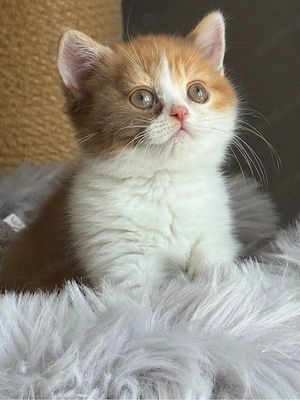 Wunderschöne BKH Kitten