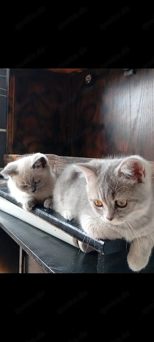 Reinrassige BKH Kitten 