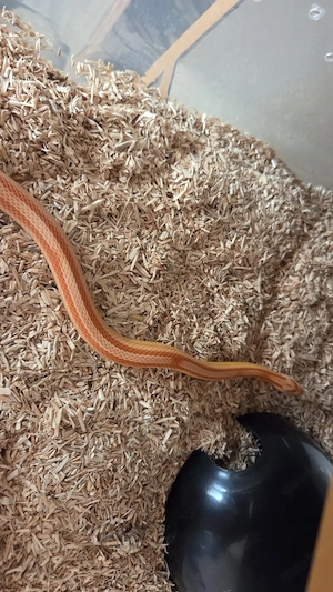 Kornnatter (Pantherophis guttatus)