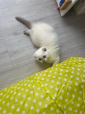 Bkh Kittten Britisch kurzhaar point  Farbe geimpft ab Anfang August *