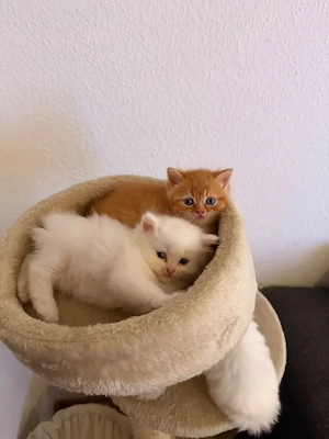 Süße Babykatzen (3 weiße & 1 orange) suchen ein liebevolles Zuhause