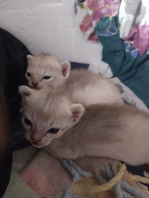 Singapura Kitten 