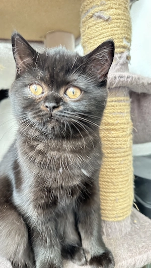 BKH-Kitten suchen ein liebevolles Zuhause 