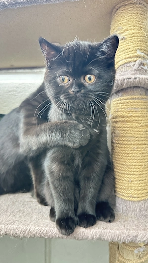 BKH-Kitten suchen ein liebevolles Zuhause 